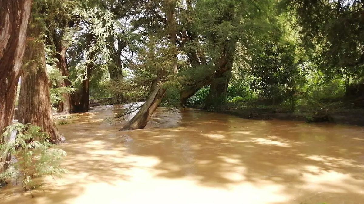 parque de los ahuehuetes lluvia (7)